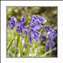 BLUEBELL-0001.jpg