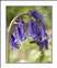 BLUEBELL-0003.jpg