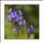 BLUEBELL-0009.jpg