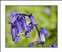 BLUEBELL-0010.jpg