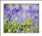 BLUEBELL-0012.jpg