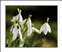 SNOWDROPS-0001.jpg