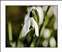 SNOWDROPS-0002.jpg