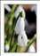 SNOWDROPS-0005.jpg