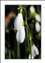 SNOWDROPS-0006.jpg